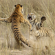 Illustration for article titled The Winning Images From iNational Geographic/is 2014 Photo Contest
